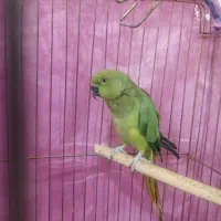 کوتوله وملنگو|پرنده|رفسنجان, |دیوار