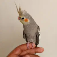 عروس هلندی جفت با جوجه کار داده|پرنده|مشهد, هفده شهریور|دیوار