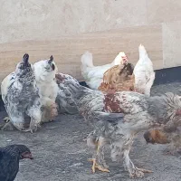 مرغ خروس برهما گلین لری|حیوانات مزرعه|فردیس, منظریه|دیوار