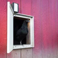 درب اتومات مرغ