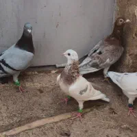 ۴تا هفرنگ سرخ و ۵تا پرنده رنجر