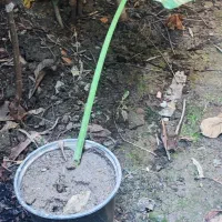 گل بابا آدم ۴ عدد|گل و گیاه طبیعی|قائمشهر, |دیوار