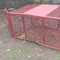 غوس مرغ یا  سگ