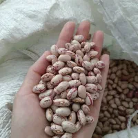 لوبیا درجه یک