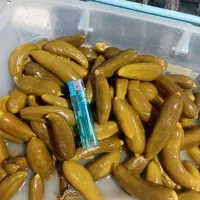 خیارشور محلی ب شرط