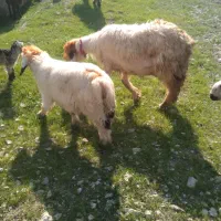 میش ترکی و بره نر بزرگ بره سومشه