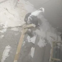 کفتر ر