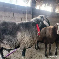 قوچ افشاری همو|حیوانات مزرعه|چغادک, |دیوار