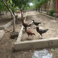 مرغ لاری