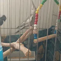 جفت عروس هلندی با تخم سخنگو