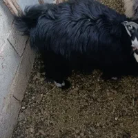 گوسفند زنده|حیوانات مزرعه|آباده, |دیوار