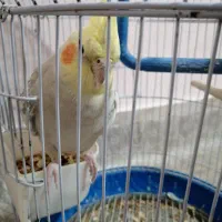 عروس هلندی زیبا|پرنده|ساوه, |دیوار