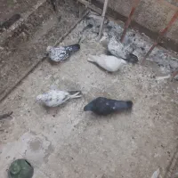 کفتر غریبگیری