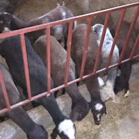 میش افشار هترو (شکم اول )|حیوانات مزرعه|تفت, |دیوار