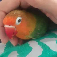 کوتوله برزیلی نژادفیشر|پرنده|مشهد, کارمندان دوم|دیوار