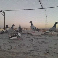 کفتر صید  جوجه ب شرط پرش