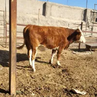 تلیسه.۷ماه.نیم.ابستن|حیوانات مزرعه|سبزوار, رباط|دیوار