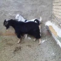 چپش وکهره ماده|حیوانات مزرعه|جویم, |دیوار