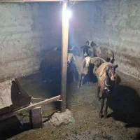 فروش گوسفند داشتی|حیوانات مزرعه|پایین هولار, |دیوار