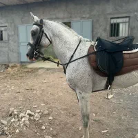 اسب عرب نریان|اسب و تجهیزات اسب‌سواری|تهران, تجریش|دیوار