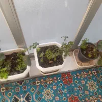 وسایل منزل|حراج|جوانرود, |دیوار