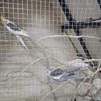 عروس با کلبه