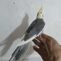 فنج عروس هلندی