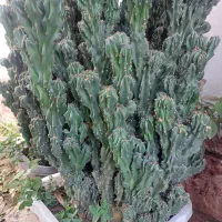 کاکتوس صخره قد حدودا ۱۳۰ سانت و عرض ۶۰