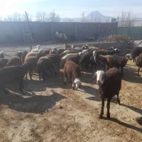 بره نر|حیوانات مزرعه|قره چای, |دیوار