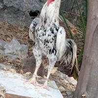 چنتا خروس تمیز فروشی