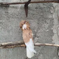 کبوتر شامپیون شازده سرور نر|پرنده|نمین, |دیوار