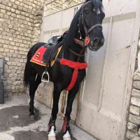 اسب نریون سواری دار