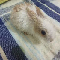 خرگوش|موش و خرگوش|ماهان, |دیوار