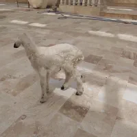 بره ماده شیری