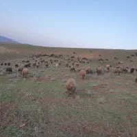 معاوضه گوسفند با خودرو