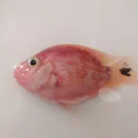 ماهی پرت گوشت خوار