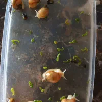 حلزون آرایشی و بهداشتی