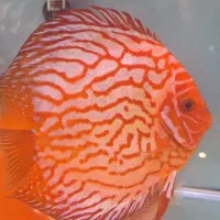 ماهی دیسکس اور سایز خاص و زیبا و استثنایی