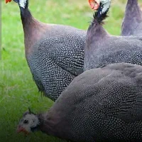 مرغ شاخدار هندی