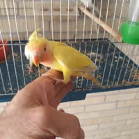طوطی بزیلی  رامه رام..سه ماهه دونه خور سالم وشیطون|پرنده|رفسنجان, |دیوار