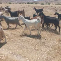 ۴۰بز نصف کعره دار نصف دیگه ابستن