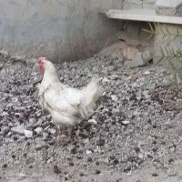 مرغ مادر تخم گذار