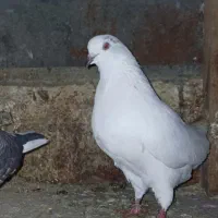 کبوتر سالم 150|پرنده|آستانه اشرفیه, |دیوار