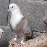 کلاغ کربلایی سوسنی پر خال سیاه