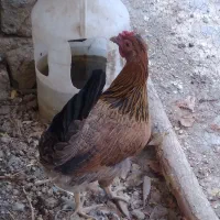 ۱۴عدد تخم مرغ نطفه دار گلین و ۴تا طاقچه|حیوانات مزرعه|مشهد, نوید|دیوار