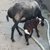 گوسفند ور مار و نر شال تخمی|حیوانات مزرعه|قائم‌شهر, |دیوار