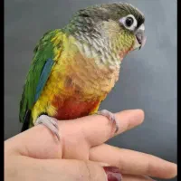 جوجه گرینجیک