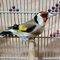 سهره سرسیاه وحش ورام عطیقه|پرنده|شیراز, تندگویان|دیوار