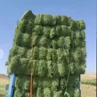 پرسه یونجه|خدمات باغبانی و درختکاری|رودخانه, |دیوار