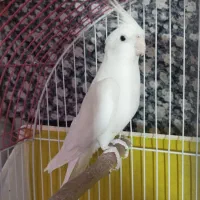 عروس هلندی لوتینو و البینو سالم دستی|پرنده|تربتحیدریه, شهرک ولیعصر|دیوار